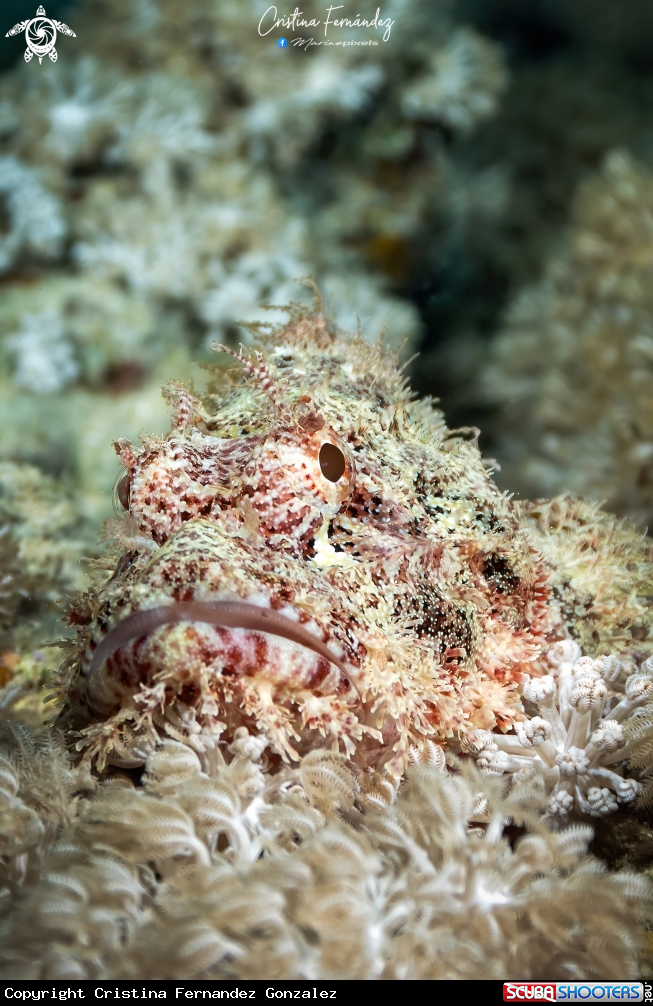 A Scorpion fish
