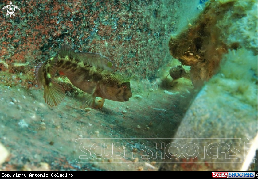 A Blennide