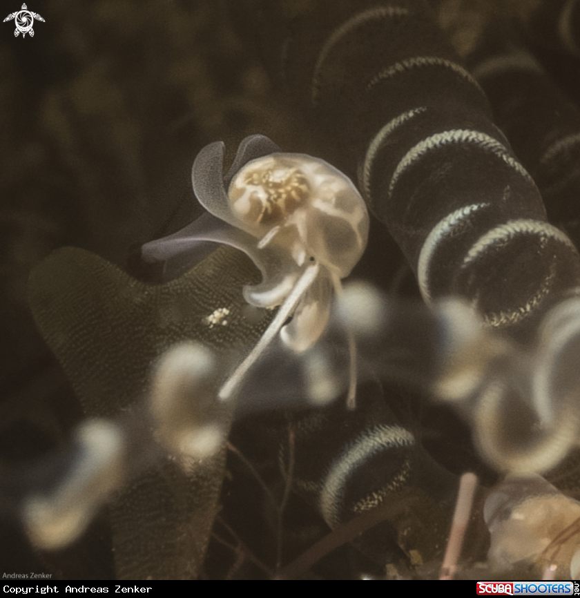 A Micromollusk