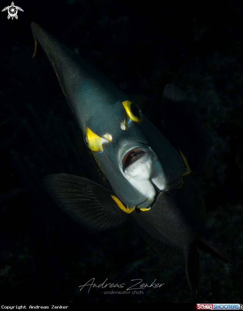 A Gray Angelfish