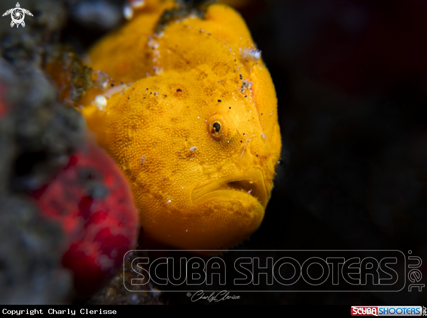 A Painted Frogfish
