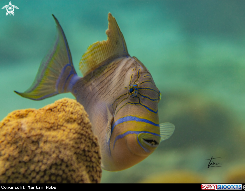 A Queen Triggerfish