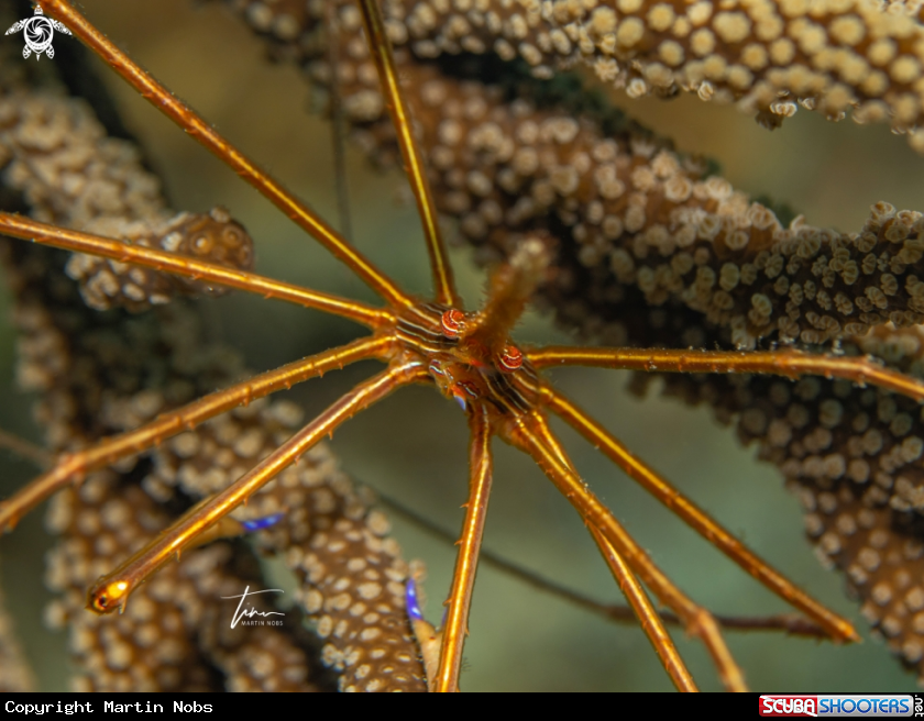 A Arrow Crab