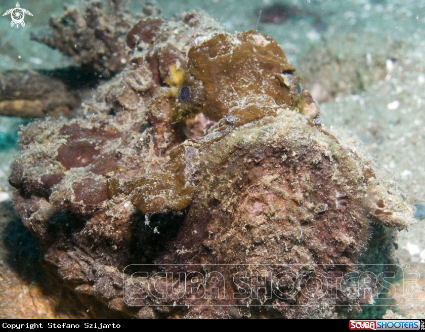 A underwater creature