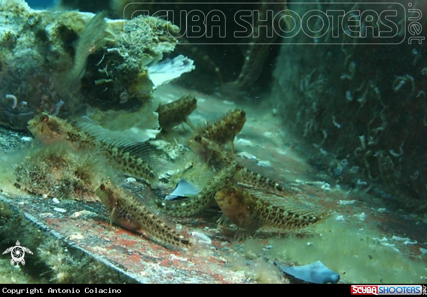 A Blennidi