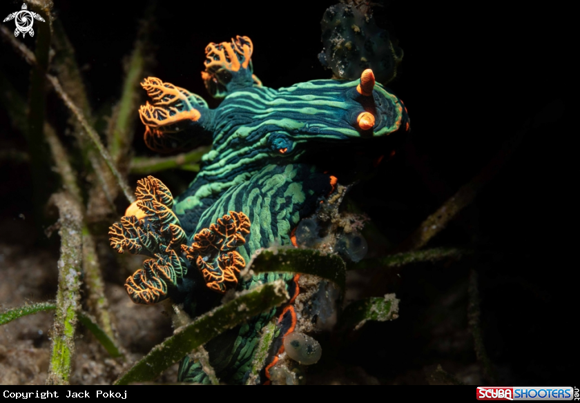 A Nembrotha lineolata
