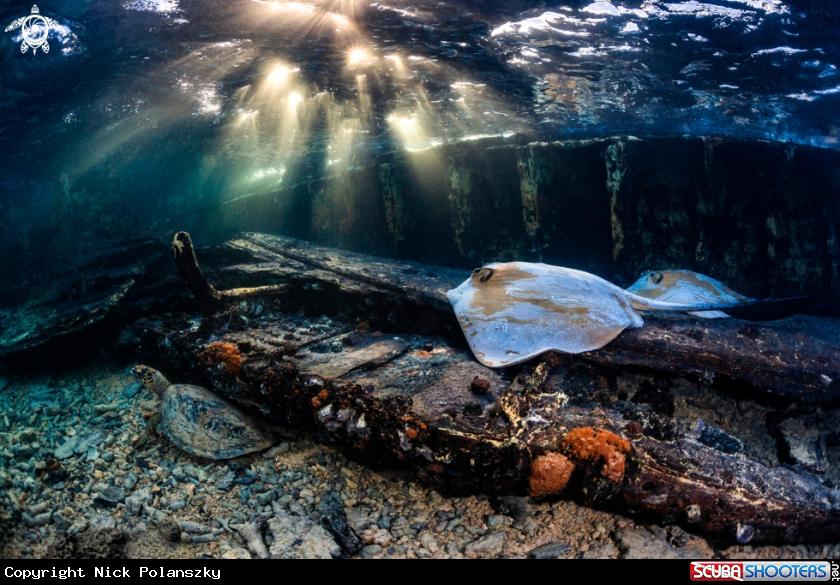 A Cow Tail Rays