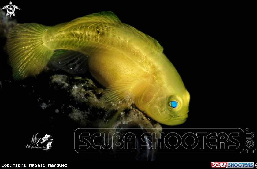 A Yellow Gobyfish