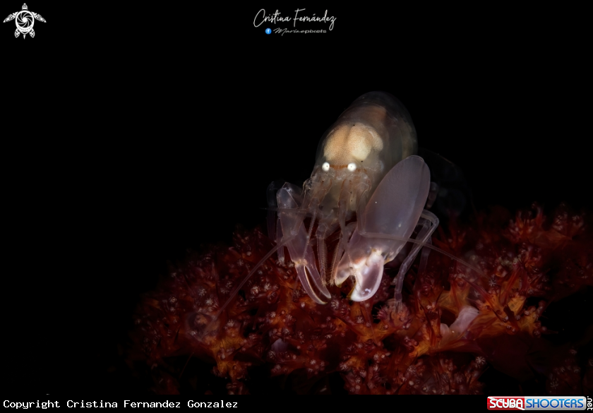 A Snapping Shrimp