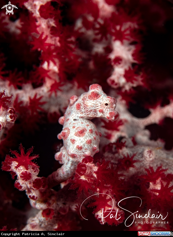 A Pygmy Seahorse