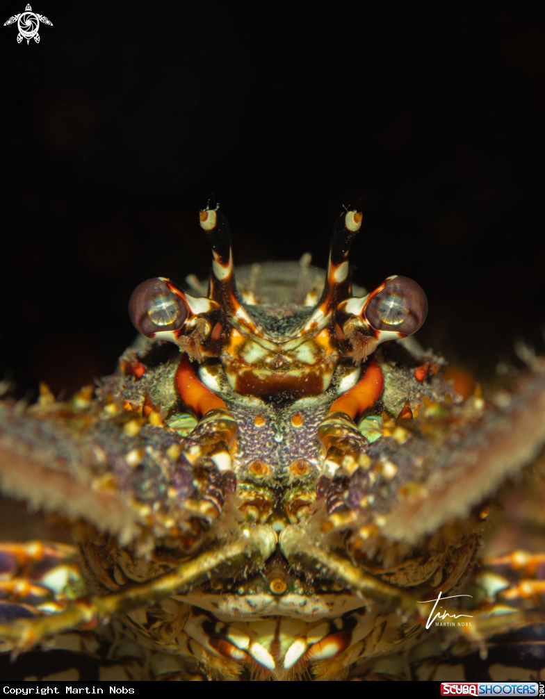 A Caribbean Spiny Lobster