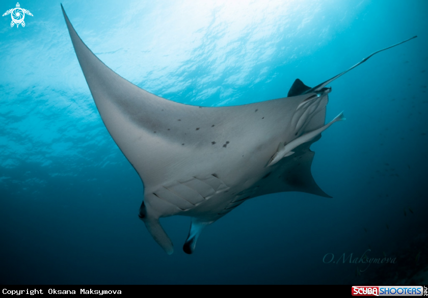 A Manta ray 