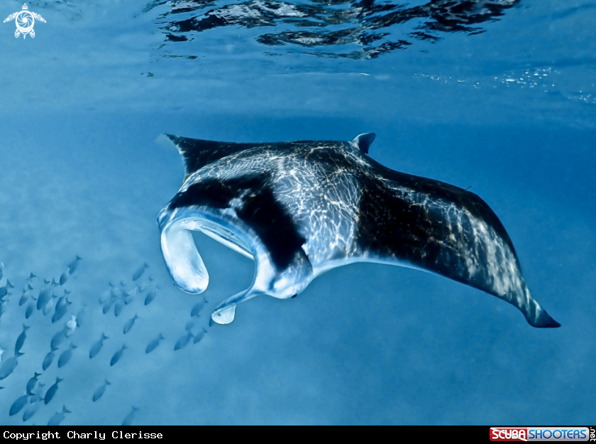 A Reef Manta