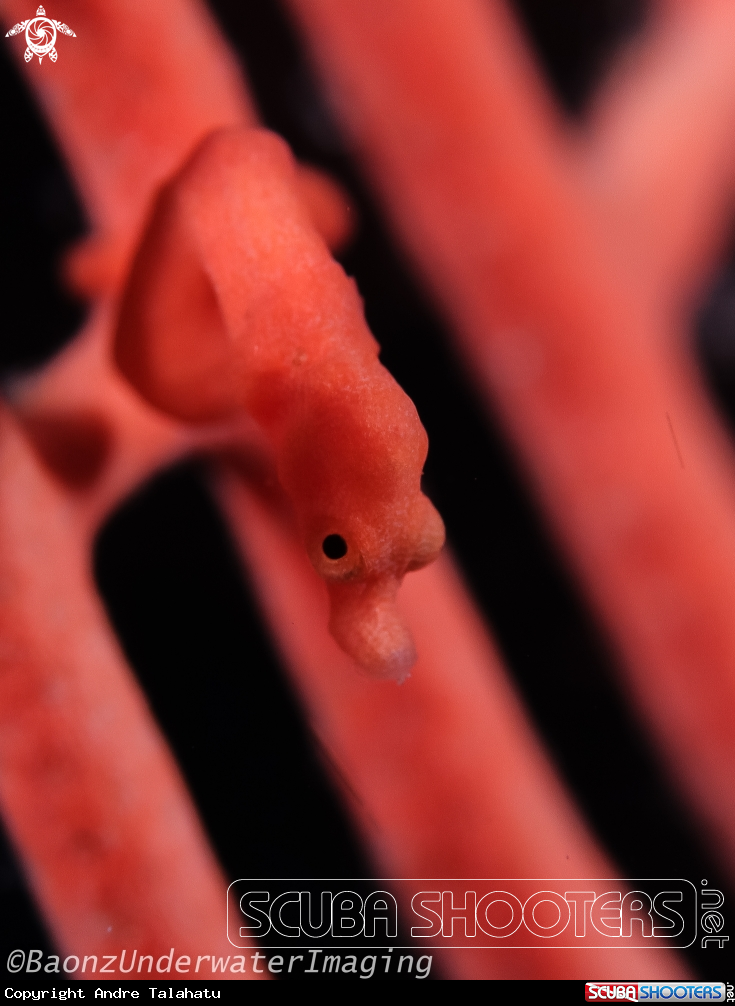 A Denise pigmy