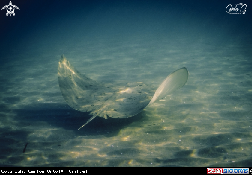 A Butterfly ray