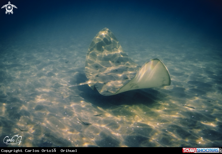 A Butterfly ray