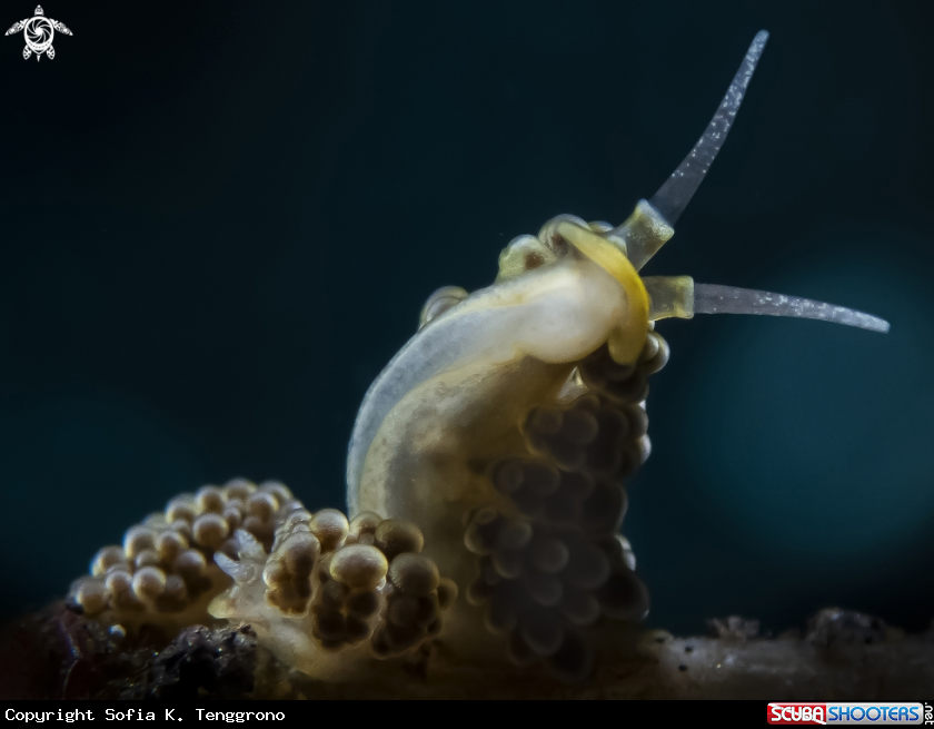 A Nudibranch