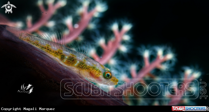 A Whip coral Gobyfish 