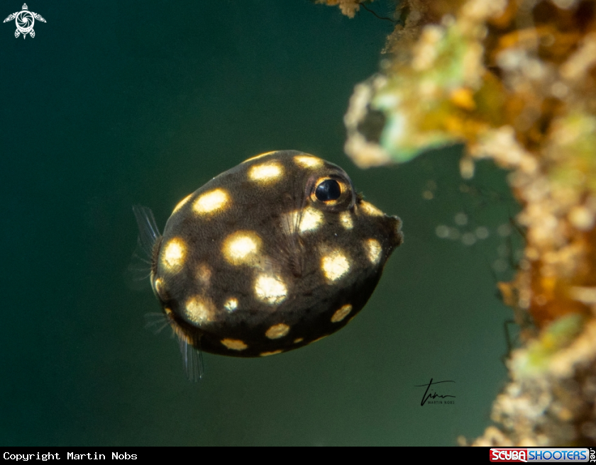 A Smooth Trunkfish