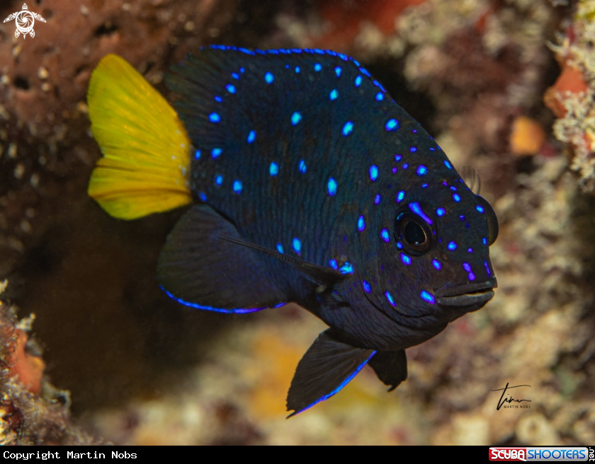 A Yellowtail Damselfish