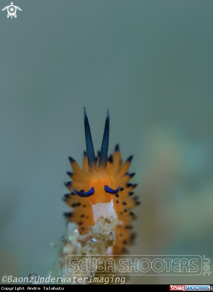 A Nudibranch