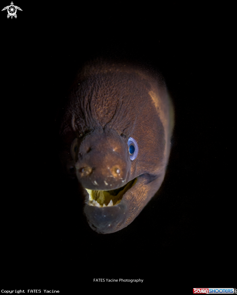 A moray eel
