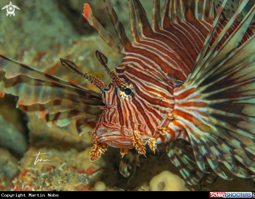 A Lion Fish