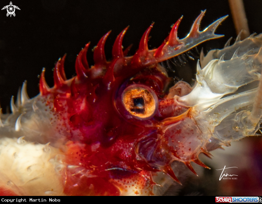 A Banded Coral Shrimp