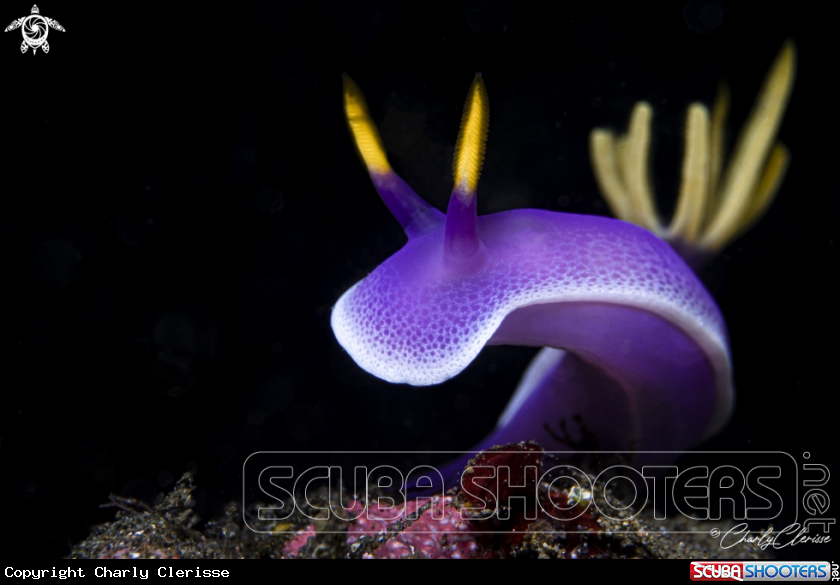 A Hypselodoris apolegma