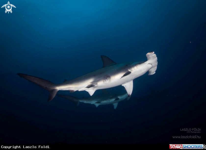 A Hammerheads in pair 
