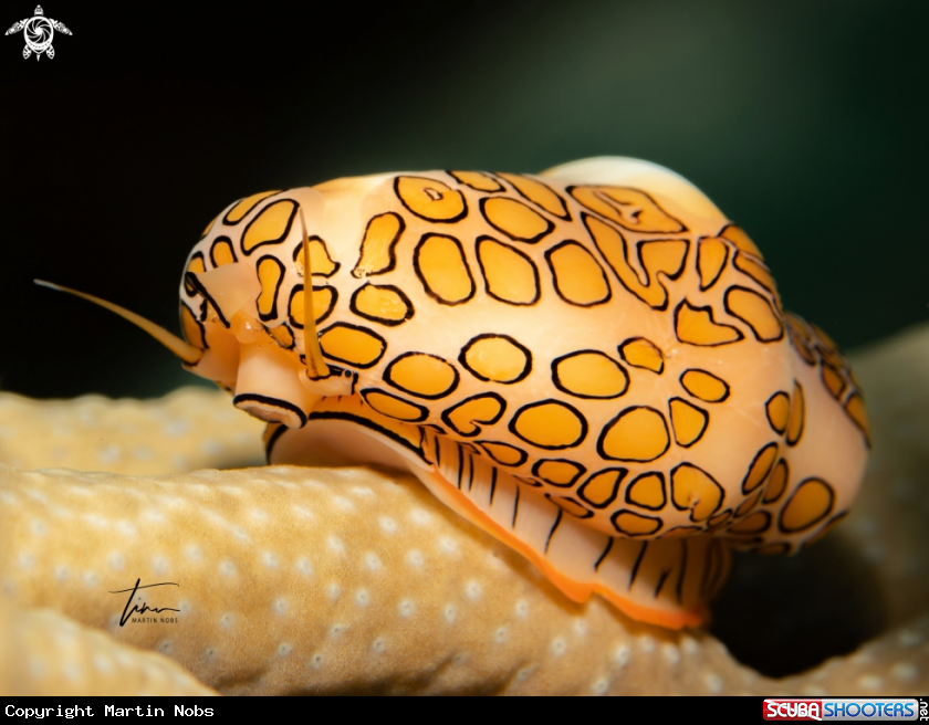 A Flamingo tongue