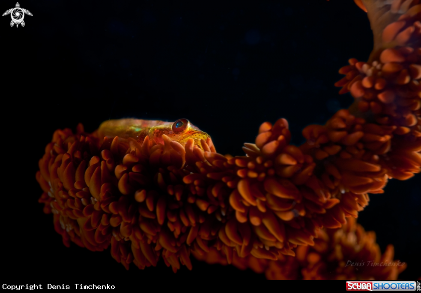 A GOBY