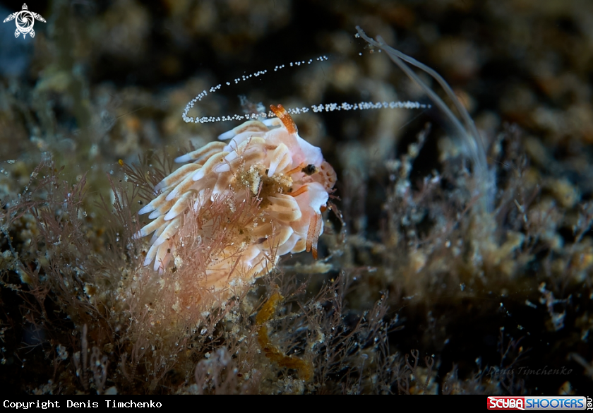 A NUDIBRANCH