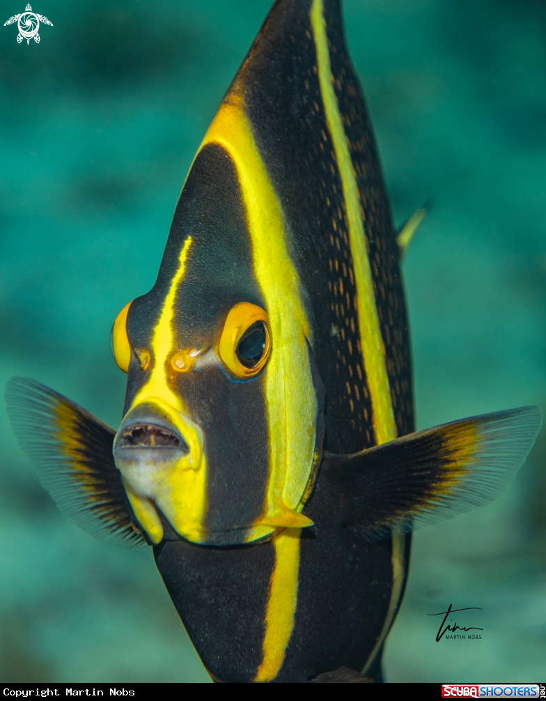 A French Angelfish