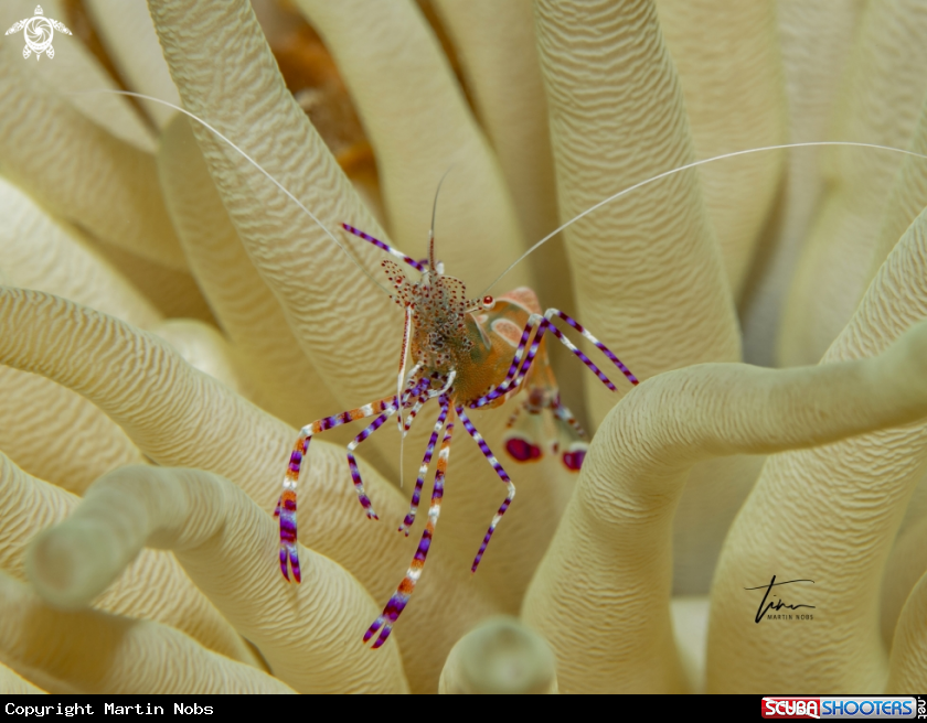 A Yucatan Cleaner Shrimp