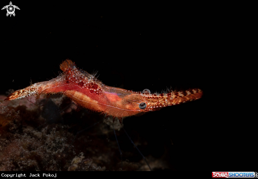A Donald Duck shrimp