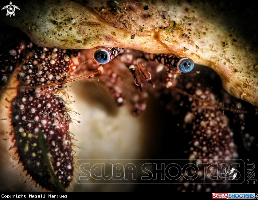 A Hermit crab