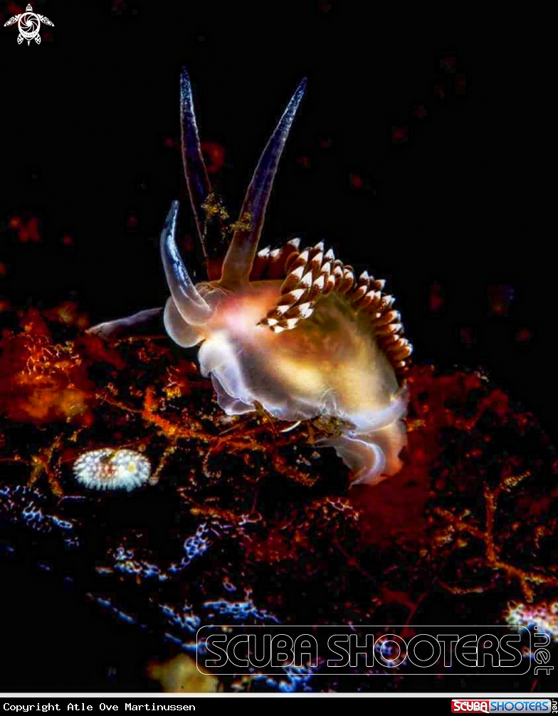 A Nudibranch
