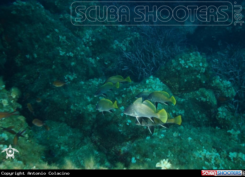 A Corvina