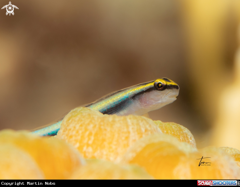 A Sharknose Goby