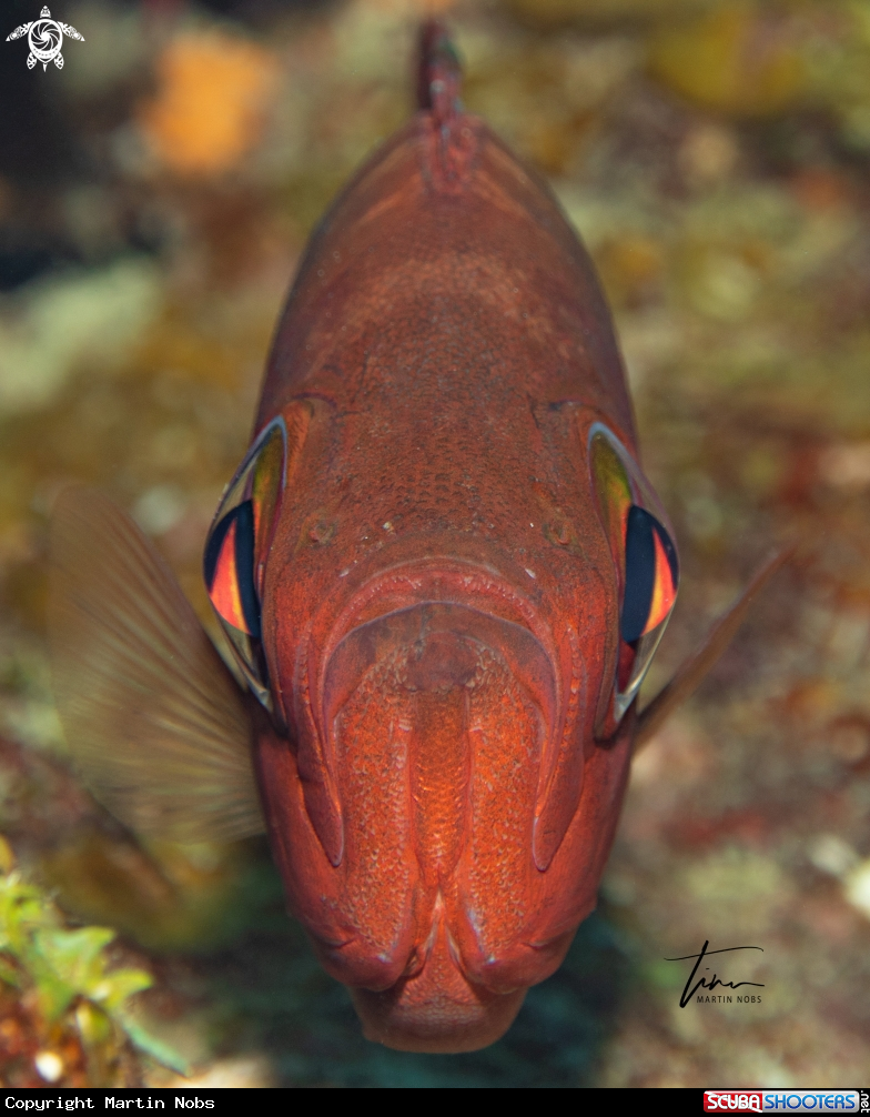 A Atlantic Bigeye