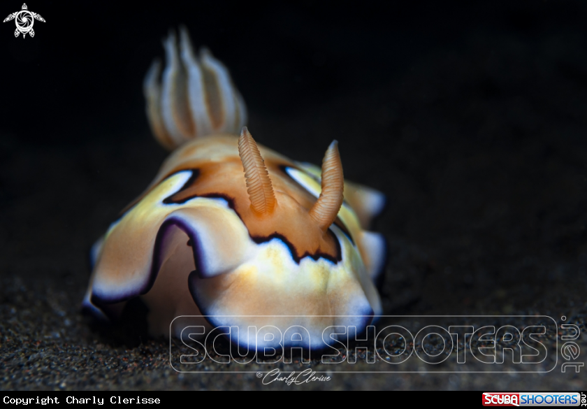 A Goniobranchus coi