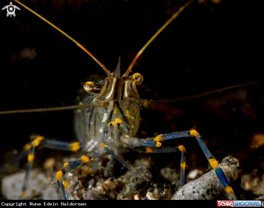 A Palaemon elegans