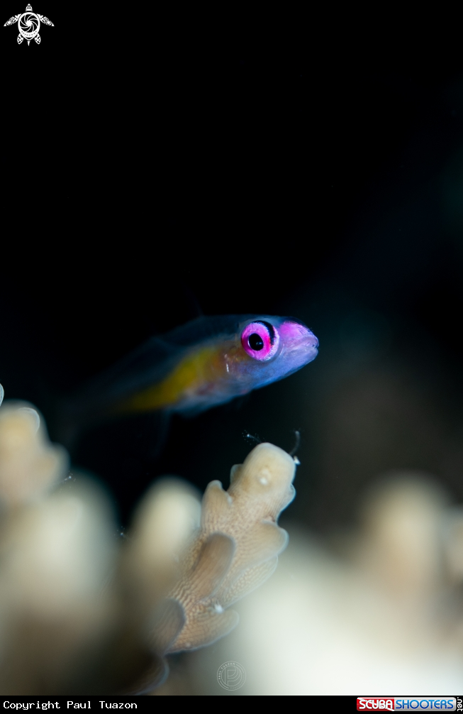 A Pink Eye Goby