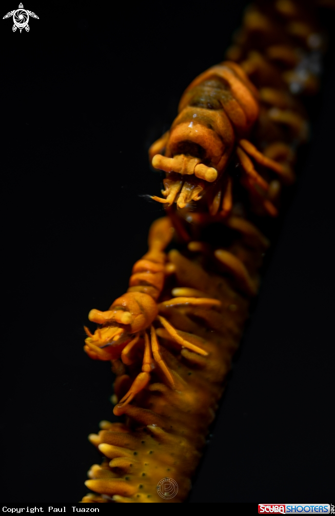 A Whip Coral Shrimps