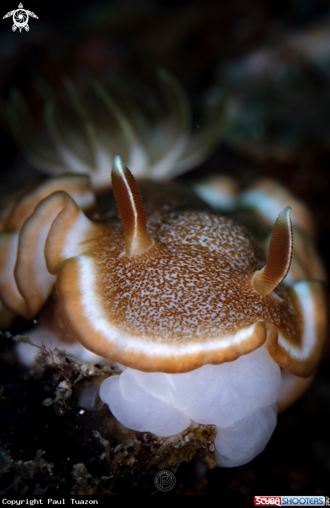 A Nudibranch