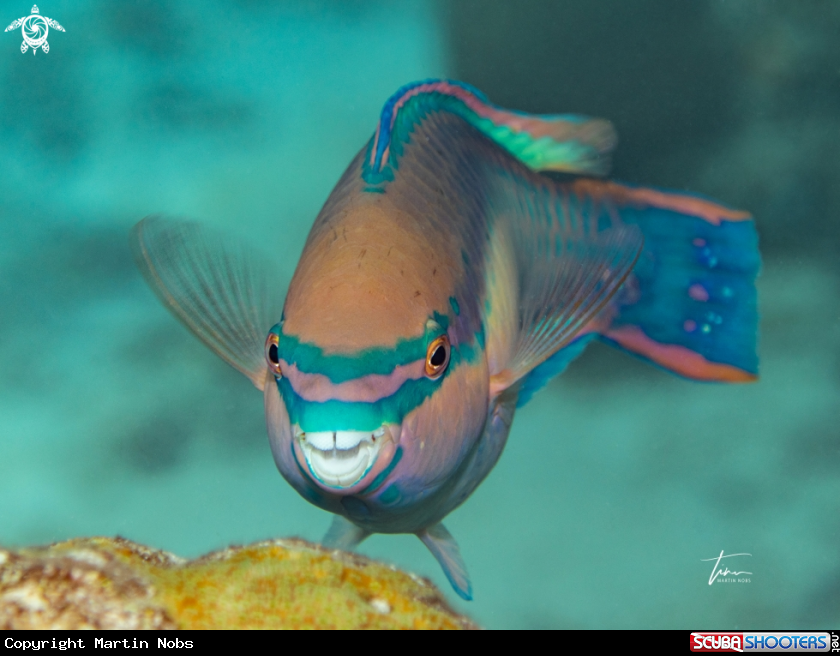A Princess Parrotfish