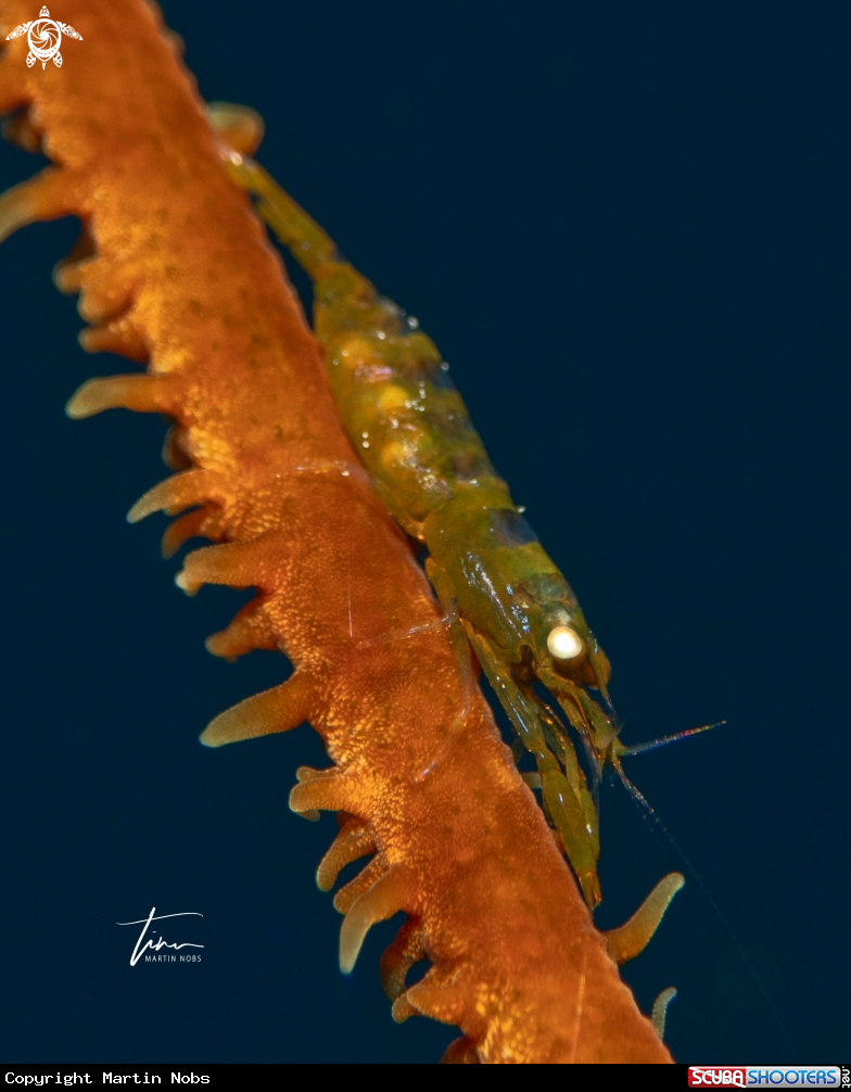A Wirecoral Shrimp