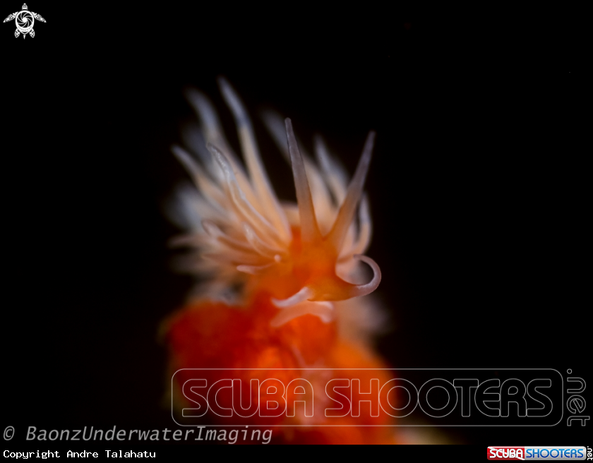 A Nudibranch