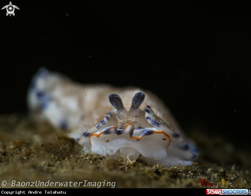 A Nudibranch